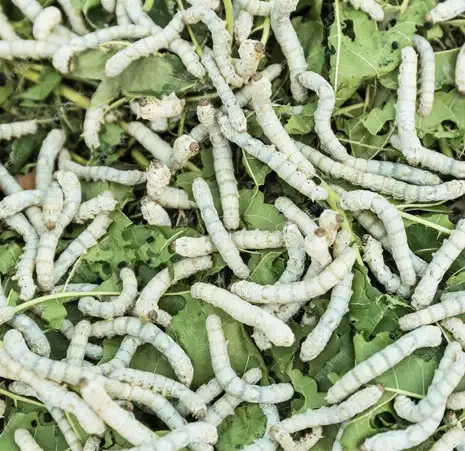 Sericulture (Silk Farming)